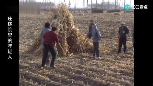 庄稼院里的年轻人