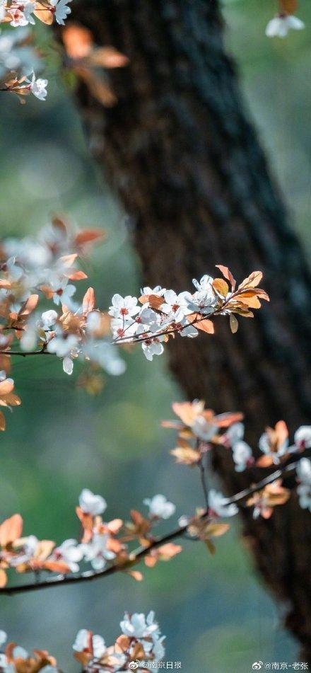 春天 2020,复苏与希望的诗篇